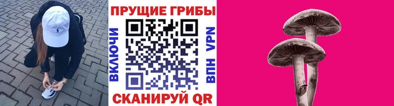 Купить закладки  Павловский Посад  Галлюциногенные грибы Psilocybine cubensis 